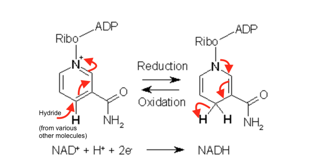 NAD+的氧化和还原反应.png