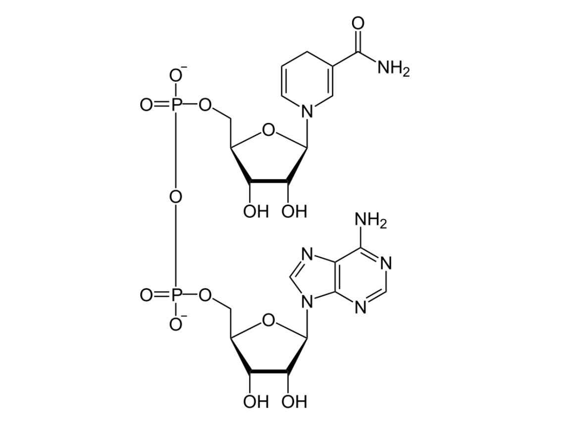 NADH分子结构.png