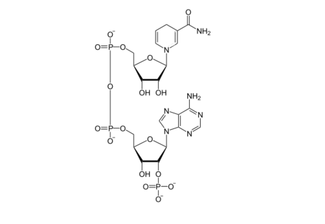 NADPH分子结构.png